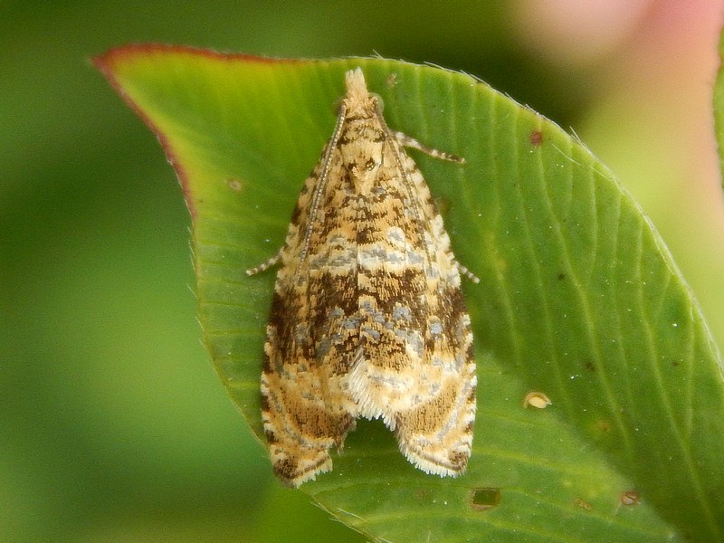 Tortricidae (?) 1 da ID